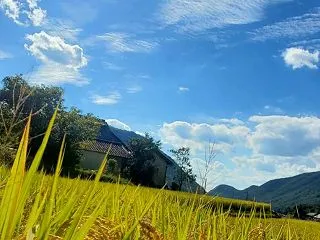 稲刈りのお手伝い