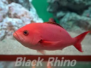 葛西臨海水族園 35 クレオールフィッシ…