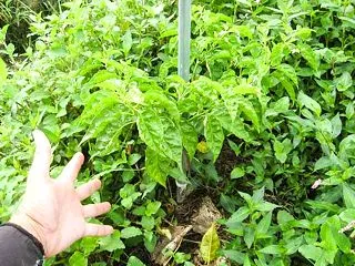 草は、厄介？...救世主です。
