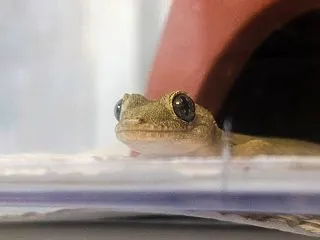 本日のヤモリです。2304日目