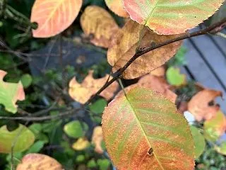 浮かび上がる葉脈。