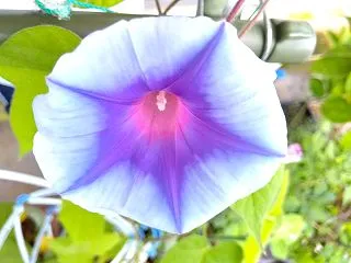 不調を来す。