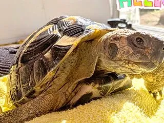 尿酸が塊じゃあなくなった