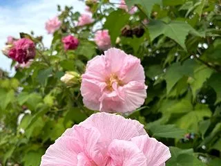 芙蓉の花・大先輩に葉書送る
