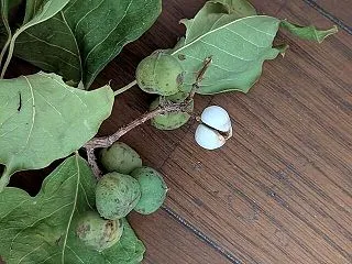 ともだち「冒険探ししよう」