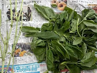 2026石垣島の旅その29〜５年目の石垣…