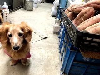 原口早生みかんなんだけど・・・