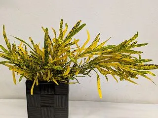 お花の１種類だけを美しくシンプルにいける…