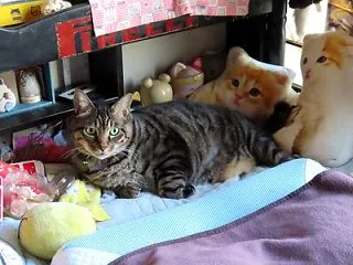家の猫さん