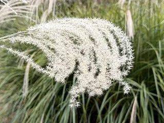 芒