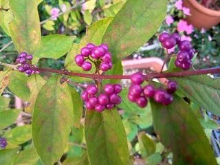プランター植えのムラサキシキブの実が鮮や…