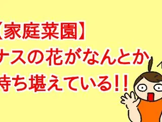 【家庭菜園】ナスの花がなんとか持ち堪えて…
