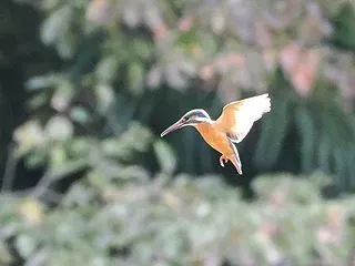 石神井公園で鳥探し