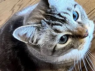 愛猫が虹の橋を渡りました