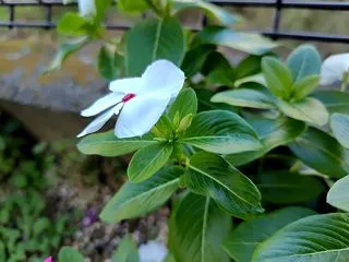 デジタルから少し離れて、自然を感じる木曜…
