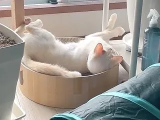 くねくね