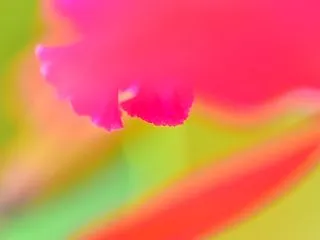 もちどーきなこ