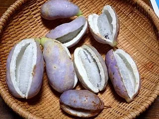 ☆★大豊作だったアケビの収穫を終える