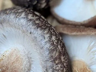 正気で生きるのしんどいよな。