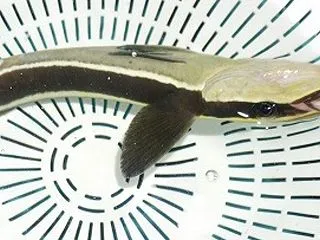 海水魚 本日インドネシア便にて海水魚が入…
