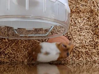 ぴたっ