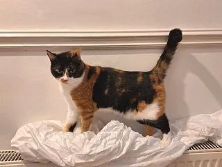 虫歯さん、こんにちは。