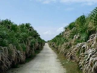 沖縄、久高島での誓い、祝福、覚悟