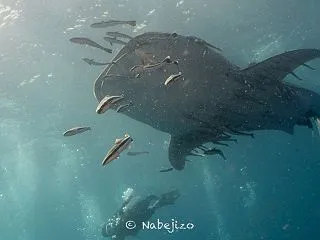 【Underwater: Log】記念ダ…