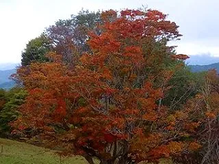 【2026池田町紅葉情報】 大峰高原 七…
