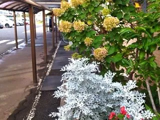 １０月の花壇