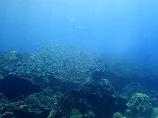 ちょっと上を見上げてみたら・・・ アンク…