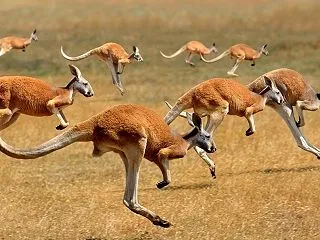 カンガルーを食べた話