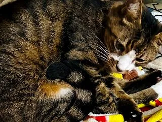 【がん】三大治療と「代替療法」と「補完療…