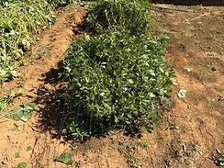 落花生 半分収穫