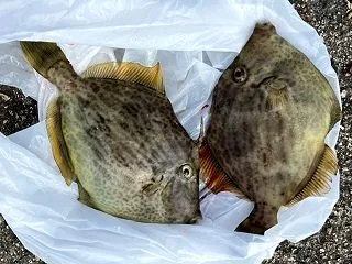 ノマセ釣りヒラメ
