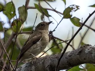 秋の渡り中のキビタキに会えた