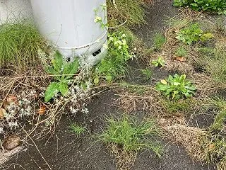 ローカル天気予報的中