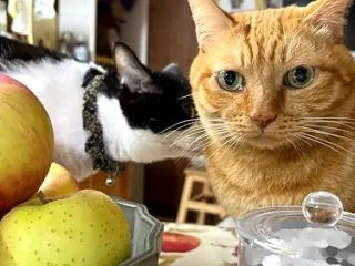 上陸