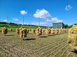 天日乾燥して脱穀 いよいよ出荷が始まりま…