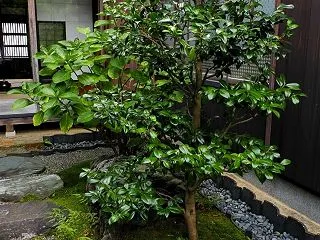 新潟市の旅⑧～旧小澤家住宅