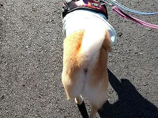 あれ、体育の日？