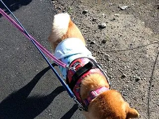 連休でした、だよ