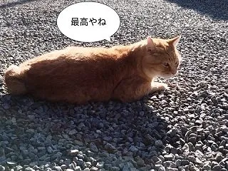 ニコチン中毒者