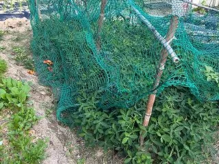 10月下旬「オーガニック野菜畑」の現状（…