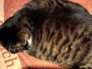 特技⭐︎丸くする事