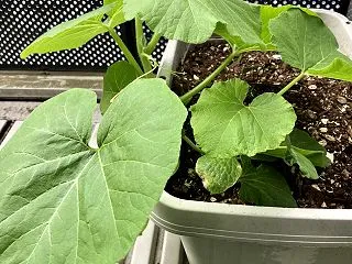日々の癒されるもの。