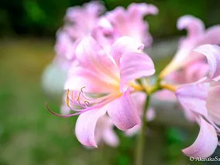 Photo No.408 夏水仙
