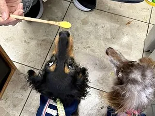 ルルアちゃん46日目 & ペット…