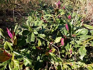 金時草の収穫
