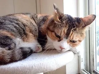 猫の心療内科はありませんか？って気持ちに…